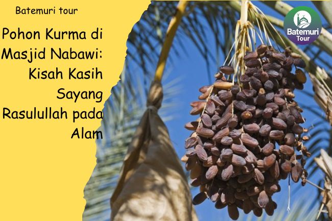 Pohon Kurma di Masjid Nabawi: Kisah Kasih Sayang Rasulullah pada Alam